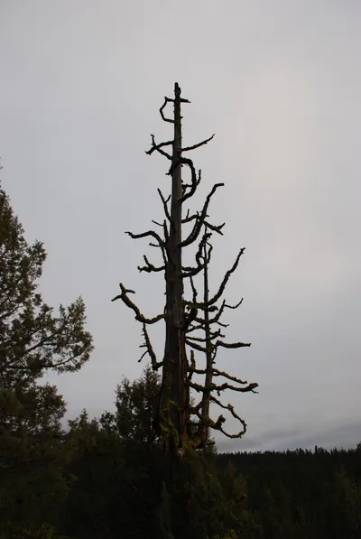 Yreka - 12 - 23 - 2007b (22) (Large).JPG